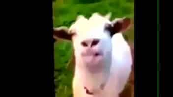 La Cabra / The Goat video