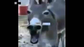 el burro MRR video